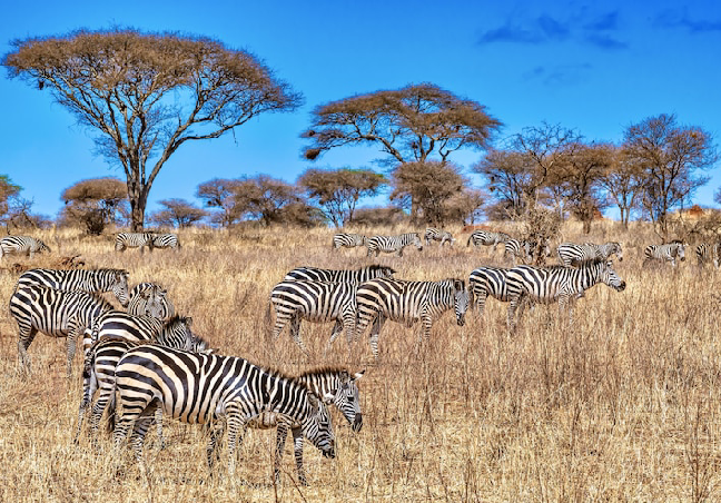 South Africa Group Tour